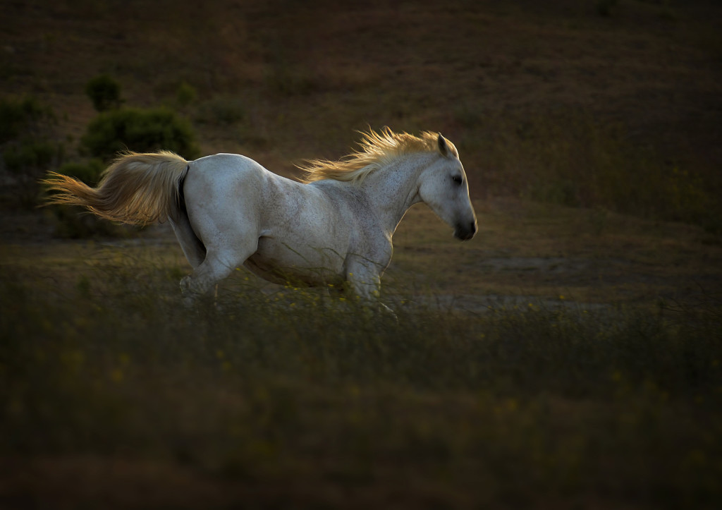 Born to Run