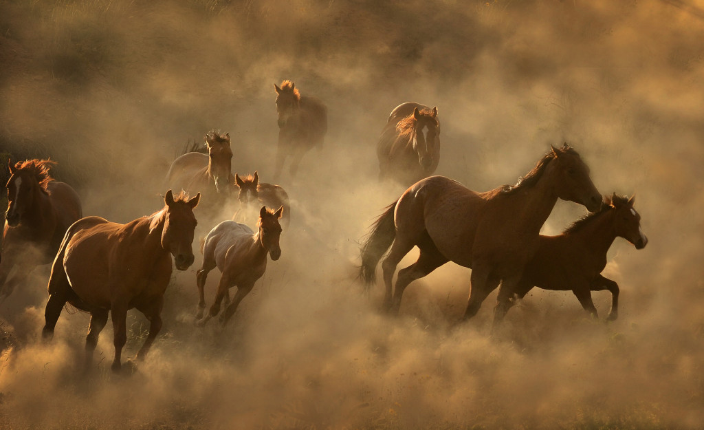 Dust in the Wind - Tony Stromberg PhotographyTony Stromberg Photography