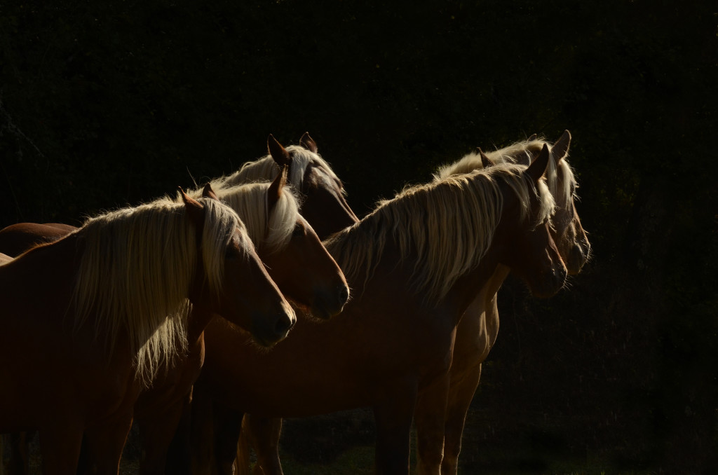 Sentries