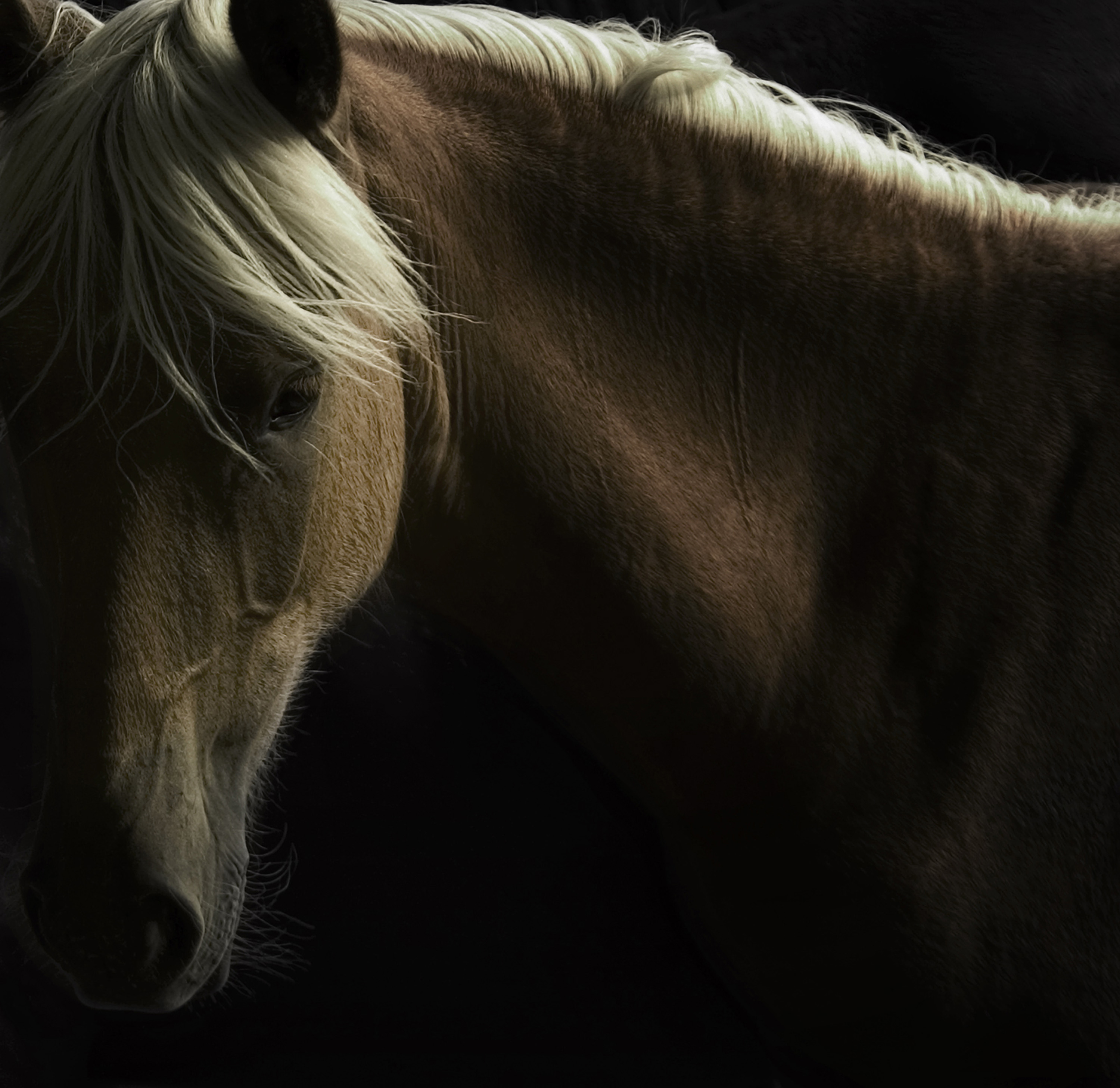 Лошадь красивые слова. Постер лошадь. Красивые лошади. Красивые постеры лошадей. Тони стромберг лошади.
