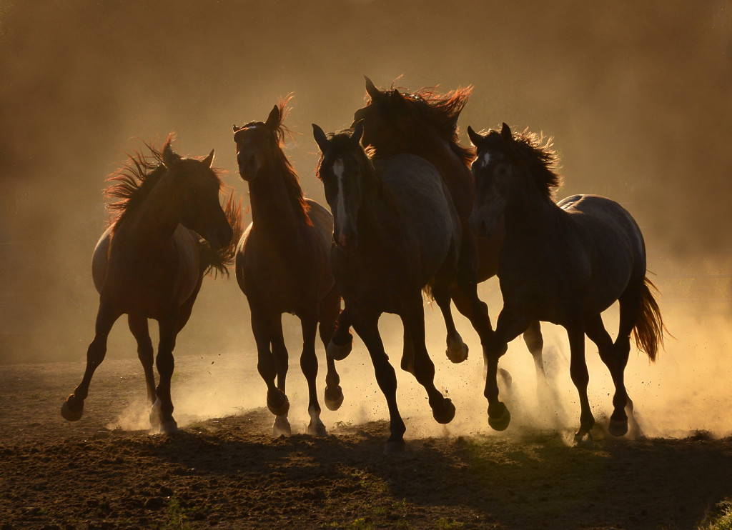 The Wild Bunch