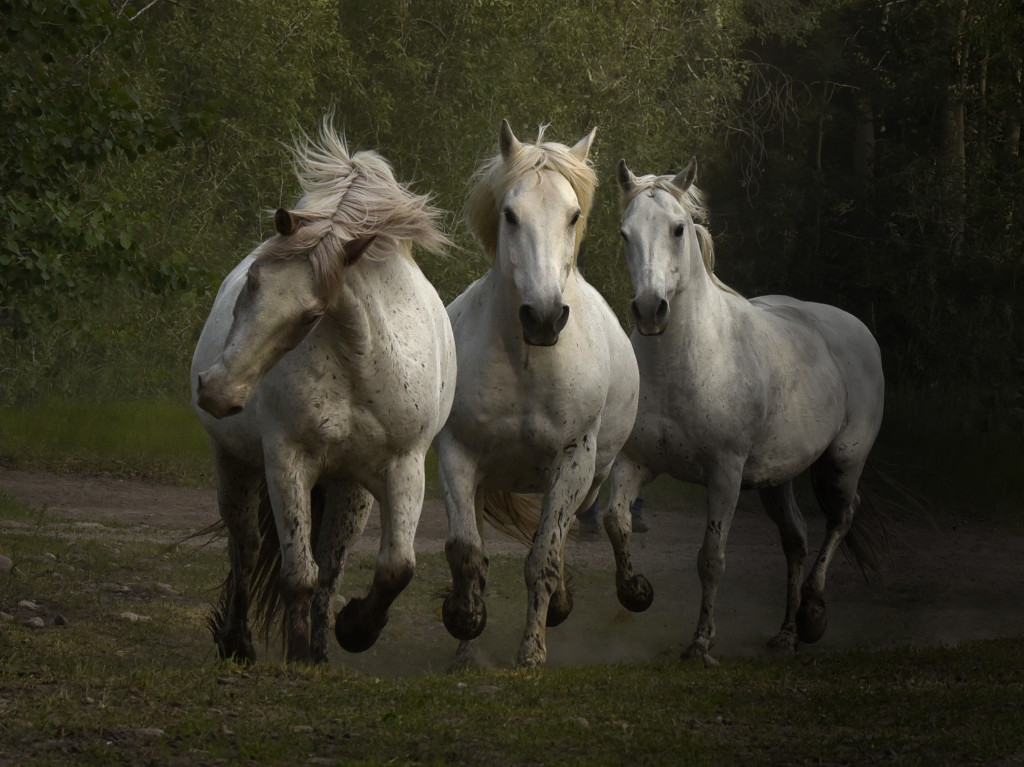 Three Friends