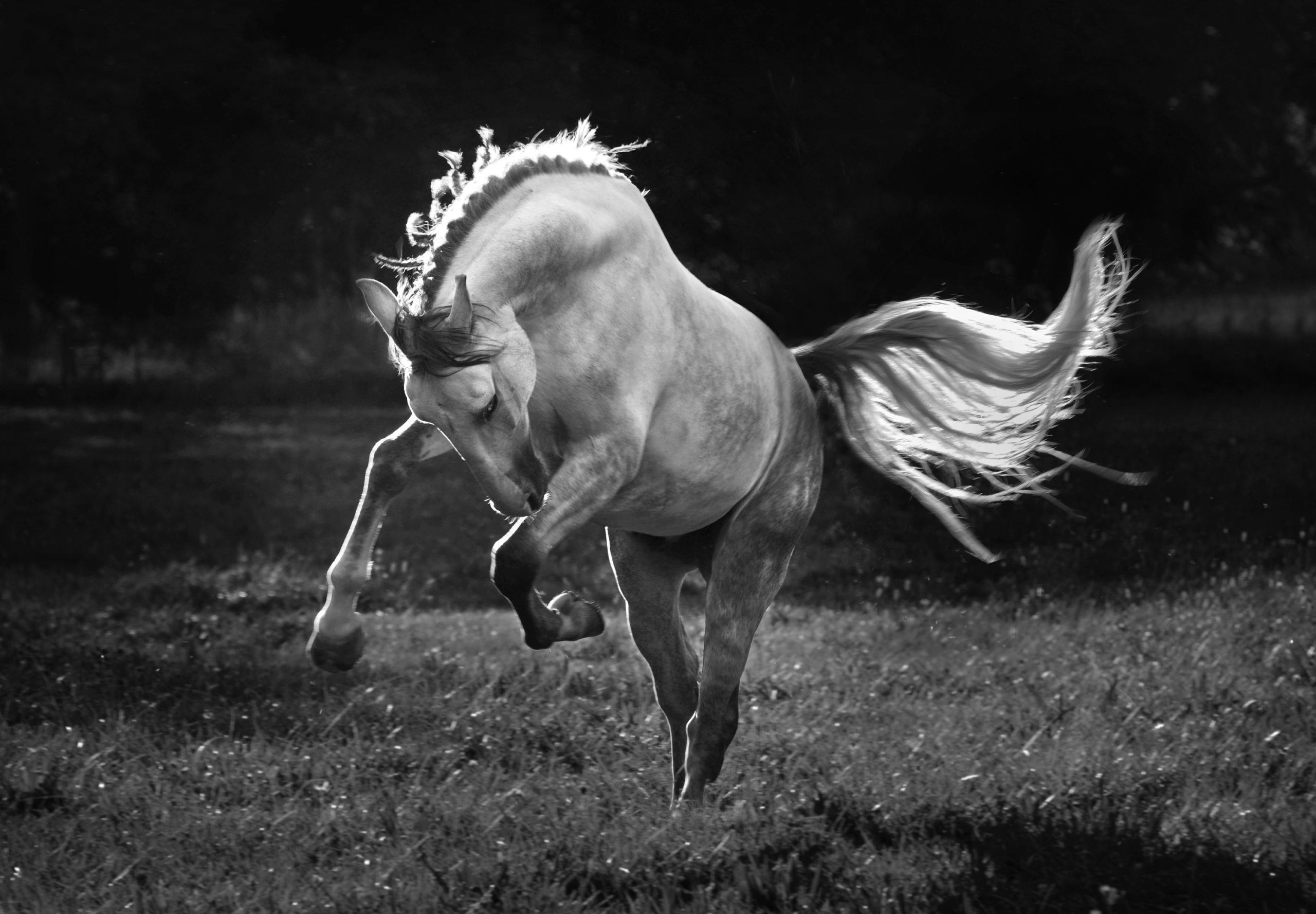 Передвижение лошади. Тони стромберг лошади. Лошадь в движении. Картинки лошадей. Лошадь в красивом движении.