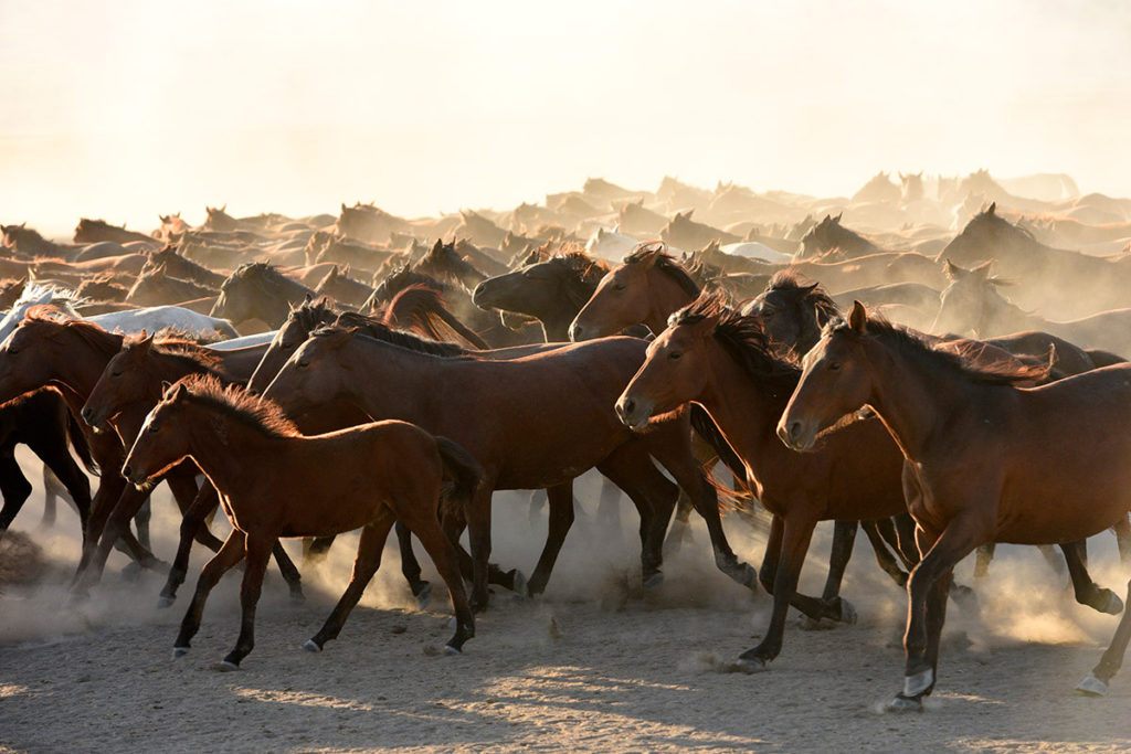 Tony Stromberg. Equine Photography Workshops in the US, Europe and ...