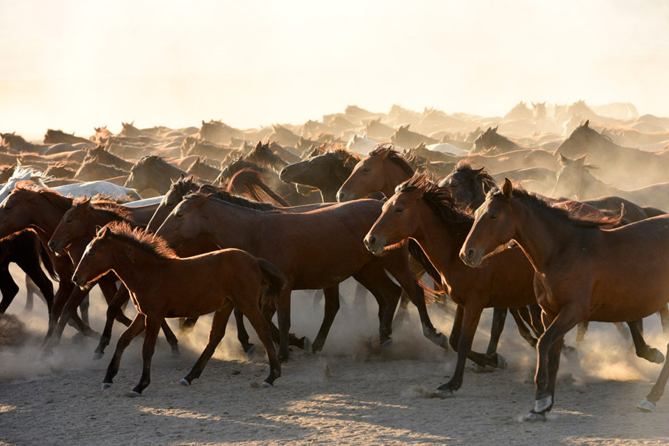 Tony Stromberg. Equine Photography Workshops in the US, Europe and ...