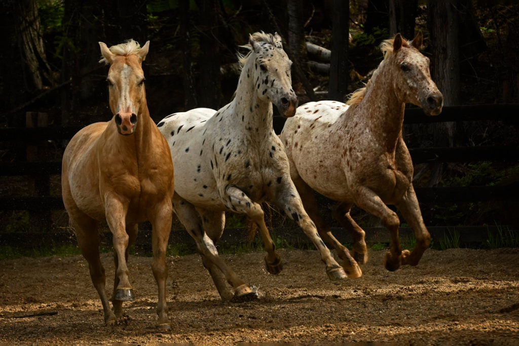 Tony Stromberg. Equine Photography Workshops in the US, Europe and ...