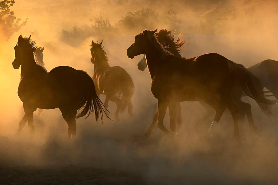 Tony Stromberg. Equine Photography Workshops in the US, Europe and ...