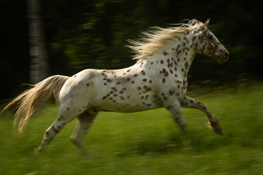 Equine Photography in Northern Idaho