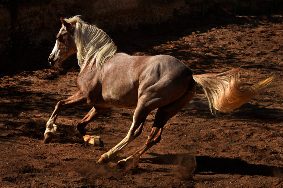 Equine Photography in Morocco