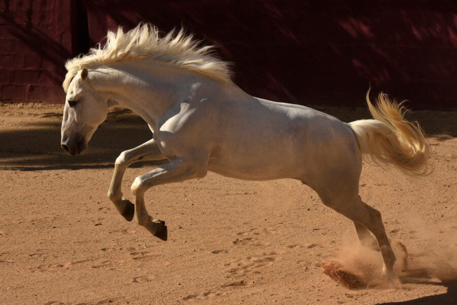 Equine Photography in Portugal